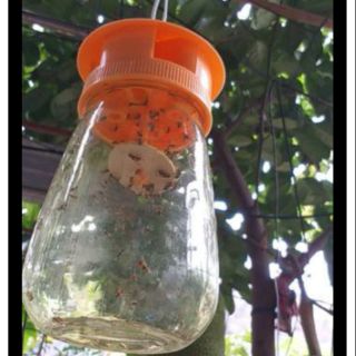 Bộ 1 lọ bẫy ruồi vàng kèm 3 ống thuốc