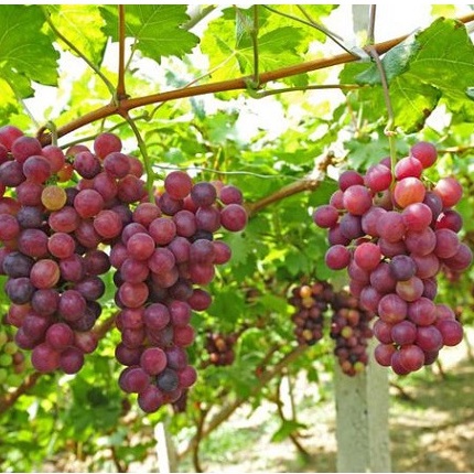 Hạt Giống Nho Leo Giàn F1 Loại Siêu Ngọt Dễ Trồng Dễ Chăm Sóc kháng sâu bệnh