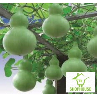 shophouse 10 hạt Bầu hồ lô cao sản  SHOP HOUSE  TẾT KHUYẾN MẠI