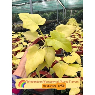🍀Philodendron Warscewiczii ‘Aurea Flavum’ (rẻ nhất shopee) trầu bà vàng