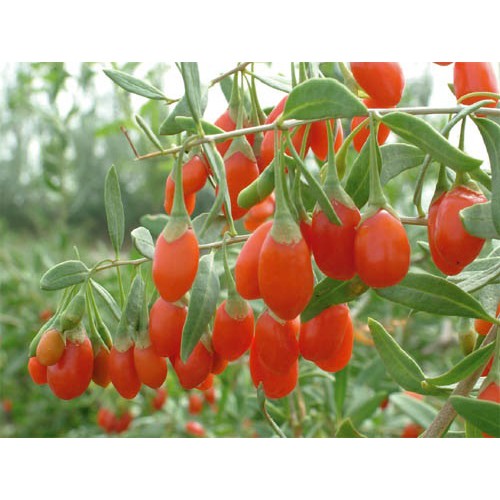 Kỷ tử sấy khô loại đẹp 200g