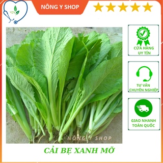 - hạt giống cải bẹ xanh mỡ rạng đông rado 57