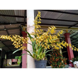 Lan vũ nữ mật ngọt cây trưởng thành sắp nụ