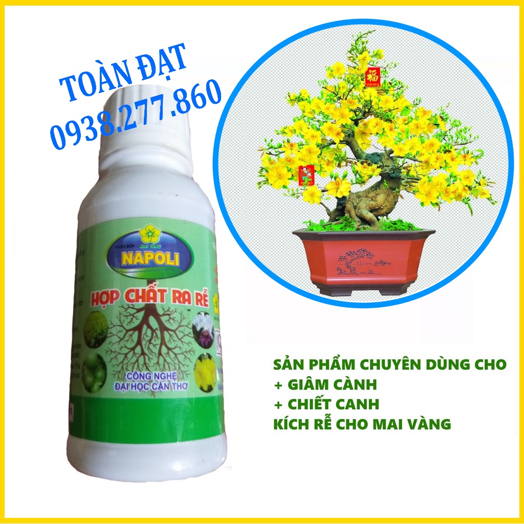 Hợp Chất Ra Rễ Napoli cho Mai Vàng , chuyên kích rễ mai vàng