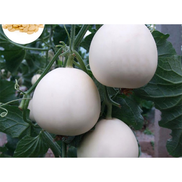 20 Hạt giống Dưa Lê Trắng Cao Sản 6081