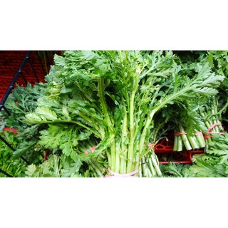 HẠT GIỐNG TẦN Ô(CHẤT LƯỢNG-UY TÍN)