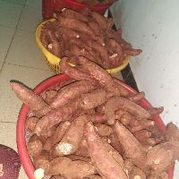 Combo 5kg khoai lang mật Tà Nung