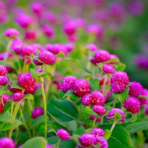 Hạt Giống Hoa Bách Nhật Mix Đủ Màu (gói 150 hạt, tặng phân)