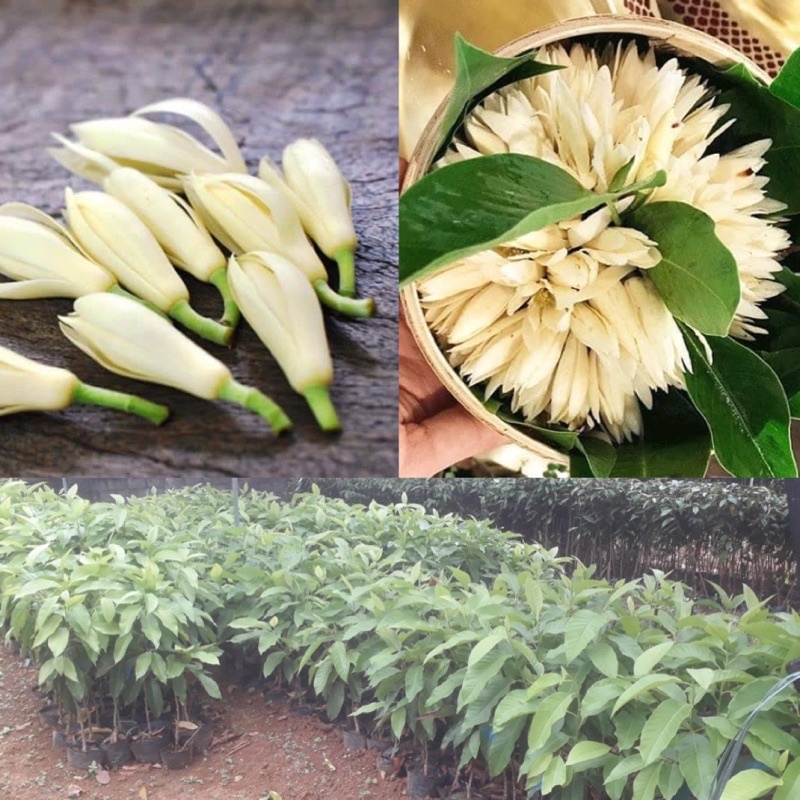 Cây hoa ngọc lan trắng