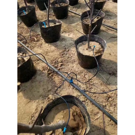 Bán Bộ bend mũi tên, que tưới nhỏ giọt 4 nhánh cao cấp Aquamate chất lượng tốt.