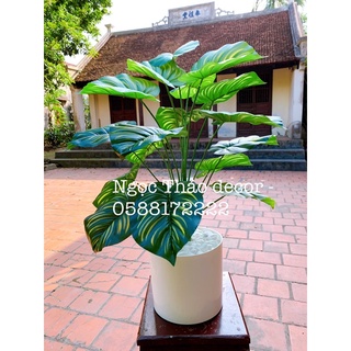 Cây trầu sọc vàng cao 80cm