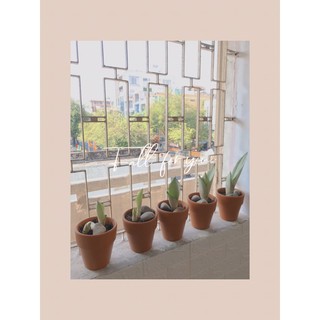 cây lưỡi hổ trắng , lưỡi hổ bạc