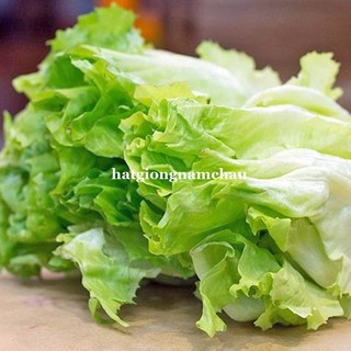 1GR - HẠT GIỐNG XÀ LÁCH CAROL