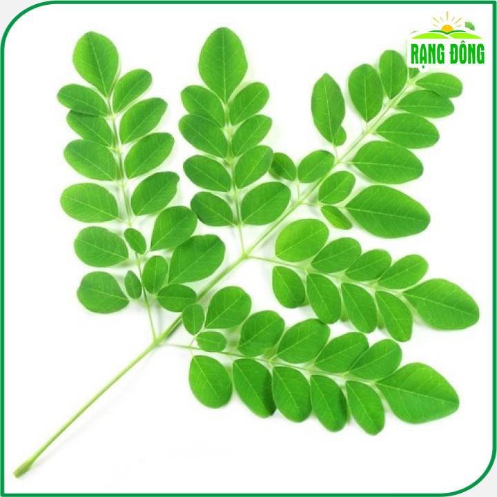 Hạt giống Chùm Ngây Trồng Quanh Năm (gói 2 gram) - Hạt giống Rạng Đông