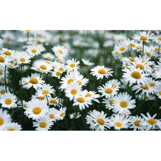 100 Hạt giống hoa Thạch thảo trắng