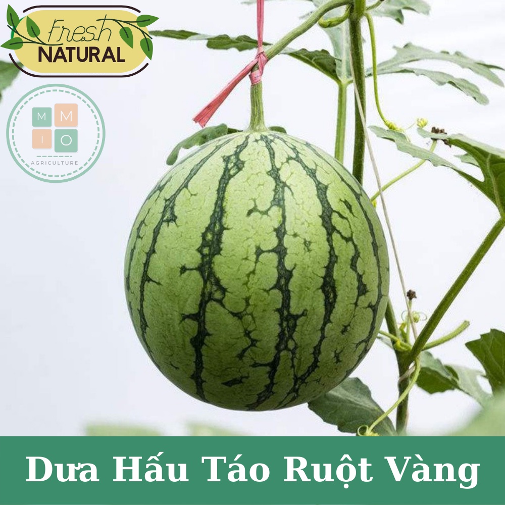 Hạt giống dưa hấu táo ruột vàng