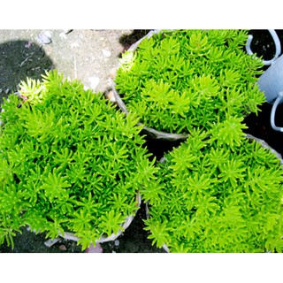 Cây mười giờ Úc, cây rau sam hoa lớn, Portulaca grandiflora, Portulacaceae - DINH DƯỠNG TỰ NHIÊN Shop