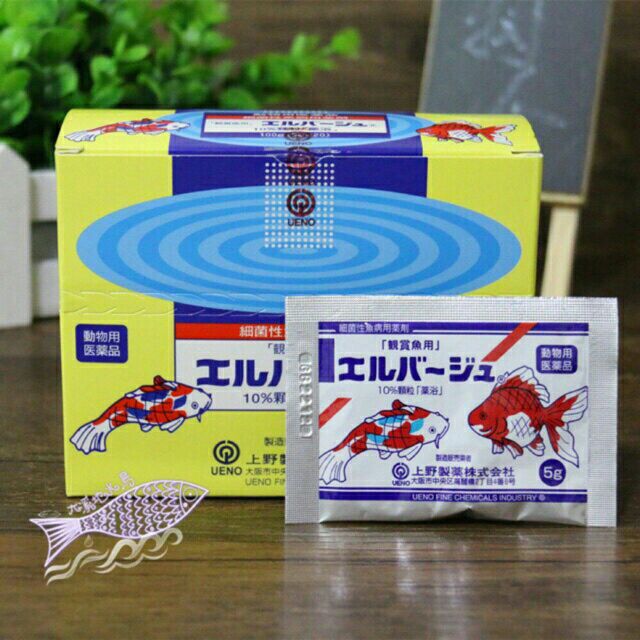 Diệt nấm cho cá tetra nhật