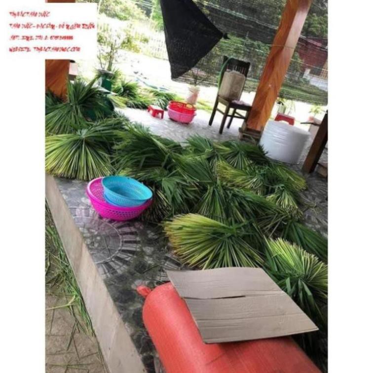 1kg Đòng đòng lúa nếp ngâm rượu