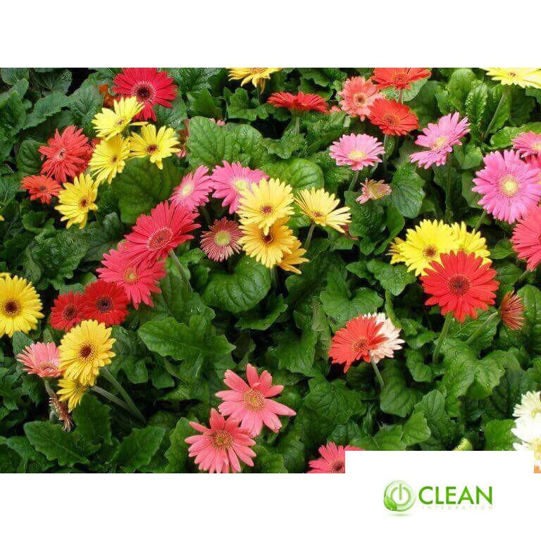 Gói 100 Hạt Giống Hoa Đồng Tiền Kép Lùn - Mix