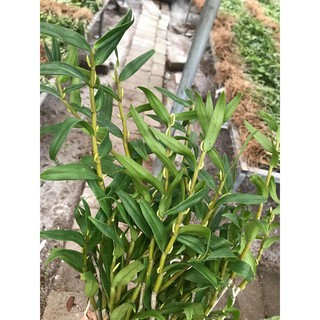 Hoa lan thạch hộc tía 200gram 99k