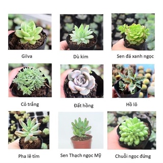 💢Sen đá vỉ mini mix màu 🆕(giao cây ngẫu nhiên)
