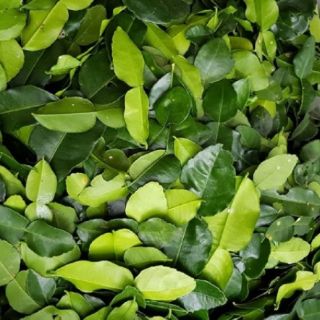 Cây 🌲 Chanh Thái ( cây tranh số 8)
