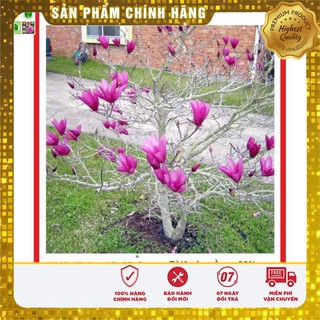 Hạt Giống Hoa Mộc Lan 3 Hạt
