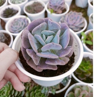 Sen đá Cúc Tím - Size trung - Vườn Đà Lạt