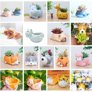 Chậu thú sen đá mini