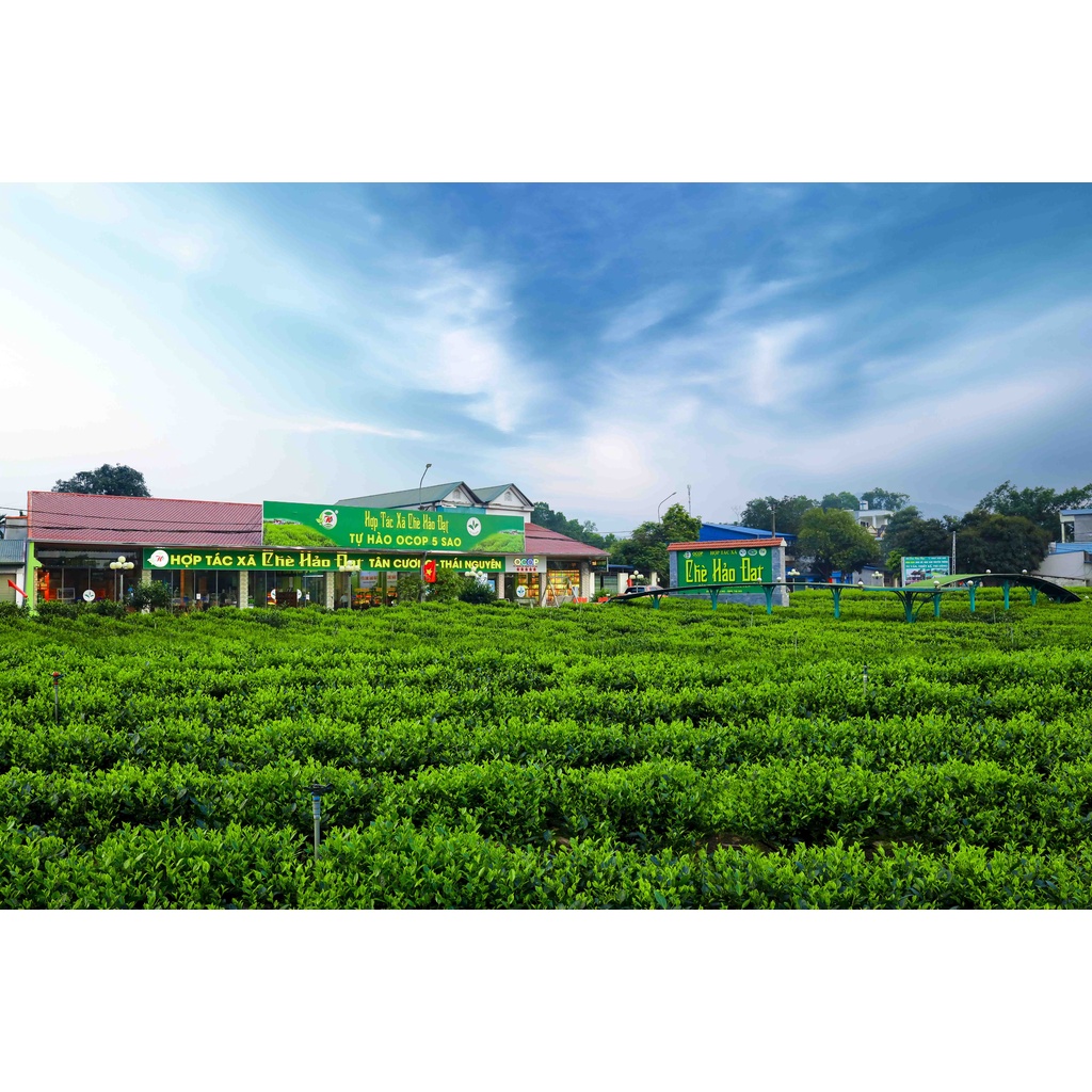 Chè  Thái Nguyên Tân Cương HẢO ĐẠT Tôm Nõn Đặc Sản