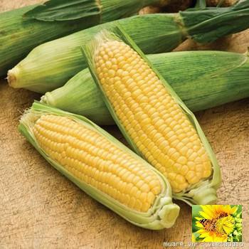 Hạt giống Bắp ngọt, Bắp Mỹ