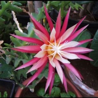 Cây giống quỳnh xương cá