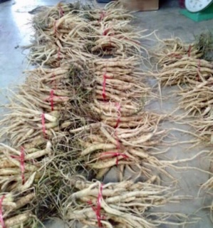 SÂM DÂY NGỌC LINH KHÔ ( loại To) 1000G
