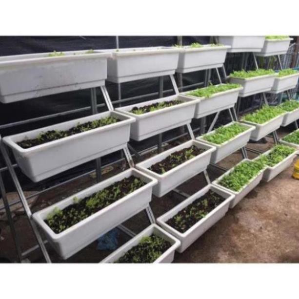 Combo 5 chậu trắng nhựa D48 R20 C16