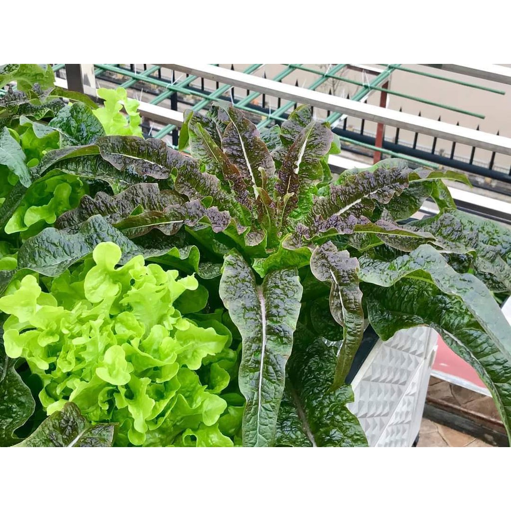 [Hạt giống Đài Loan] Hạt giống rau diếp thơm tím Đài Loan trồng được mùa hè - tỷ lê nảy mầm 95%