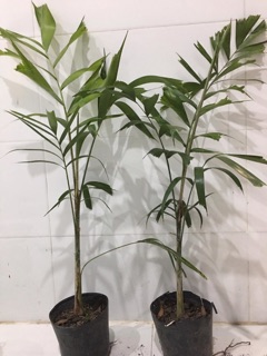 Cây 🌲 Cao đuôi chồn