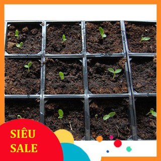 Hạt Giống Hoa Cúc Bách Nhật (200 Hạt) - [MUA 3 TẶNG 1 CÙNG LOẠI]