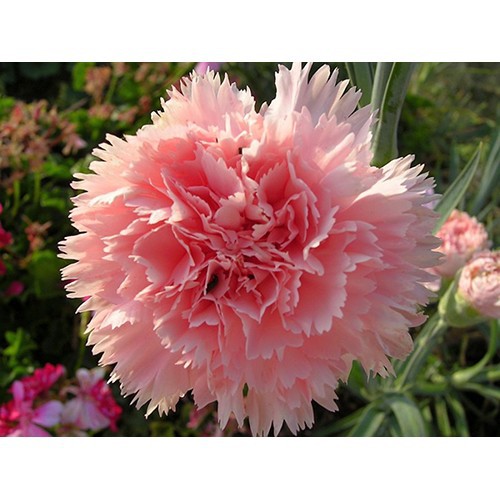 Hạt giống hoa Cẩm Chướng kép lùn Mix (Dianthus Caryophyllus) tại Hạt Giống Bốn Mùa