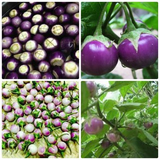 Hạt giống cà pháo tím F1 cao sản VTS48 | Vạn Tín Store