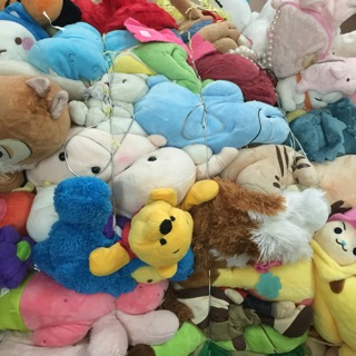 Gấu pie dép lào