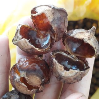 Combo bồ hòn mật mía