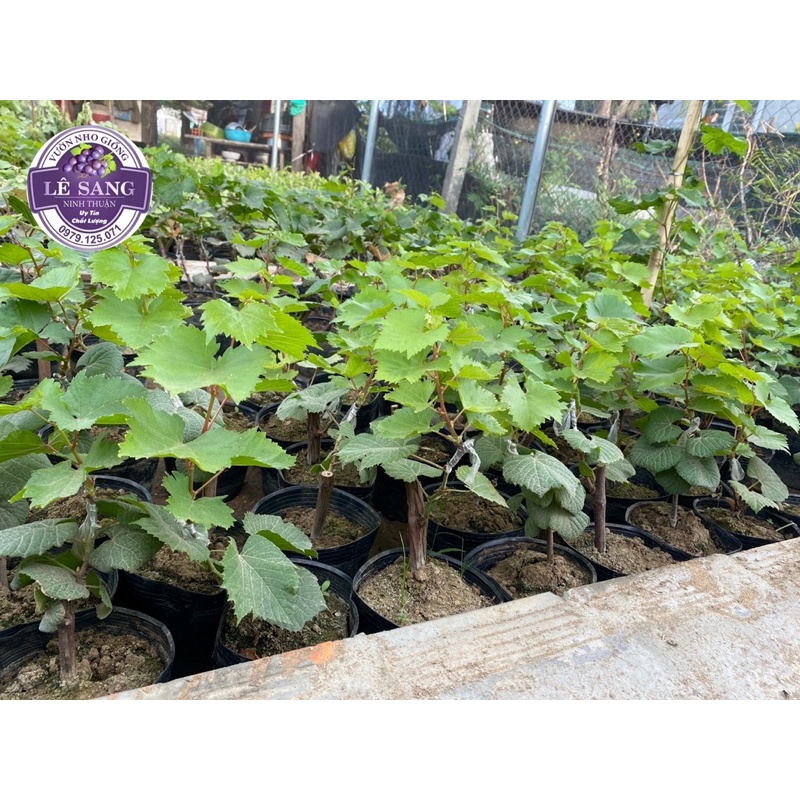 Benevia 100 OD Chuyên Dùng Cho Cây Nho.