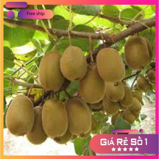 Hạt giống Kiwi