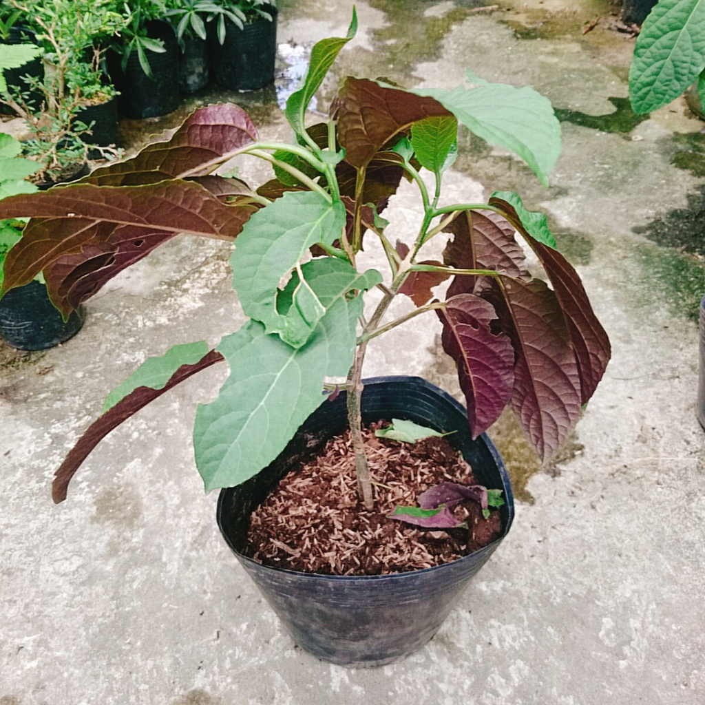 Cây Hoa Pháo Bông - hoa thiên phúc - cây cảnh đẹp