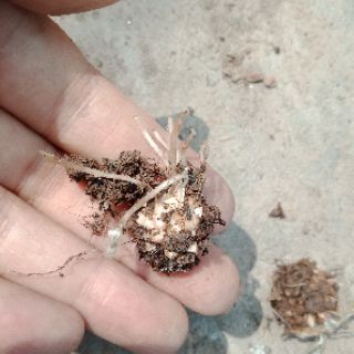 2 củ me chua hoa hồng