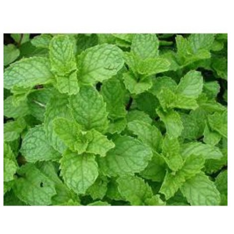 HẠT GIỐNG HÚNG BẠC HÀ GÓI 0,1G