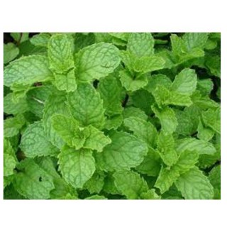 HẠT GIỐNG HÚNG BẠC HÀ GÓI 0,1G
