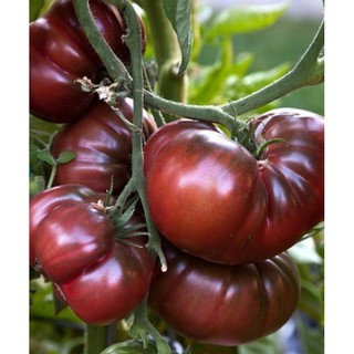 Hạt Giống Cà Chua Socola Qủa To - Giàu Dinh Dưỡng,Năng Suất Cao
