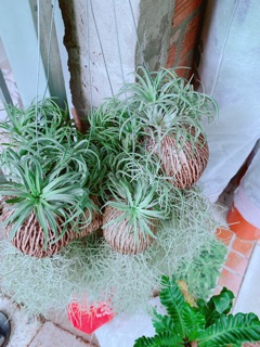 Chậu cây không khí size lớn